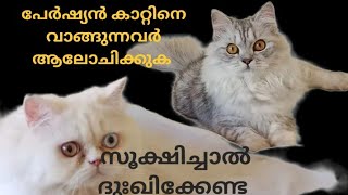 Percian Cat food Malayalam പേർഷ്യൻ കാറ്റിനെ വാങ്ങുന്നതിന് അറിഞ്ഞിരിക്കേണ്ട കാര്യങ്ങൾ #vlog