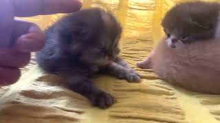 Little kitten| Meow & Paw's - Cat family | Cat Playing | Baby Kitten #kitten