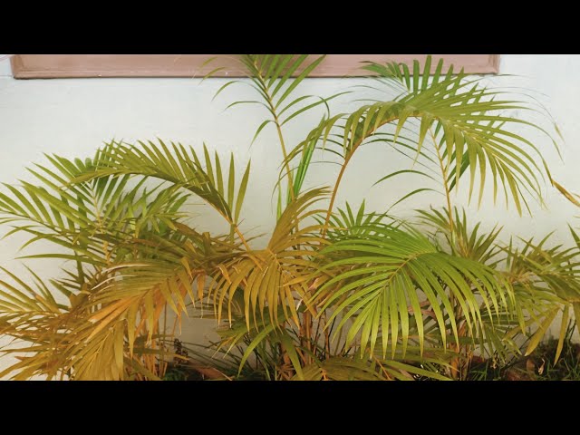 planting a coconut palm seed Tall Coconut Tree Seeds for Planting – Heirloom, Non-GMO, High-Yield  Tropical Fruit Tree for Home Garden & Coastal Areas