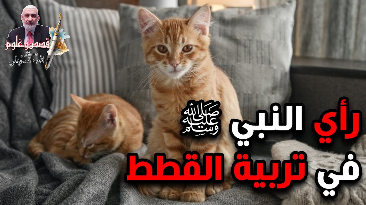 رأي النبي ﷺ في تربية القطط