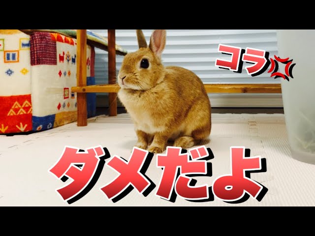 悪いことして叱られると、しっかり「怒られた顔」になるうさぎ No.1482
