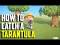 How to catch a tarantula  tarantula acnh  animal crossing new horizons tarantula  acnh tarantula