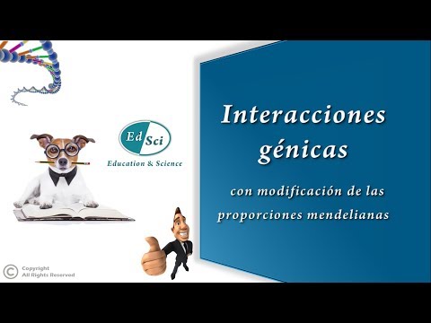 Vídeo: Modelo Mixto Profundo Para La Detección De Epistasis Marginal Y La Corrección De La Estratificación De La Población En Estudios De Asociación De Todo El Genoma