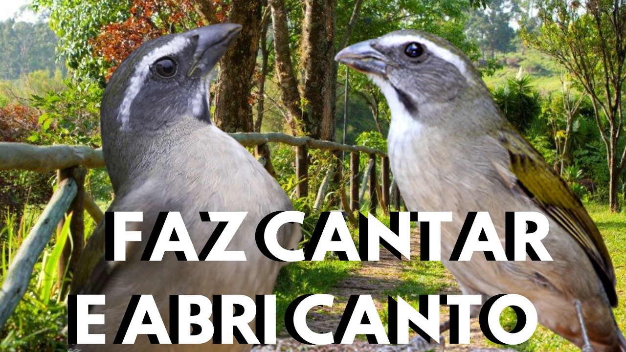 Mais TOP Trinca Ferro Cantando Muito Vídeo para Esquentar Trinca Ferro Frio e Estimular