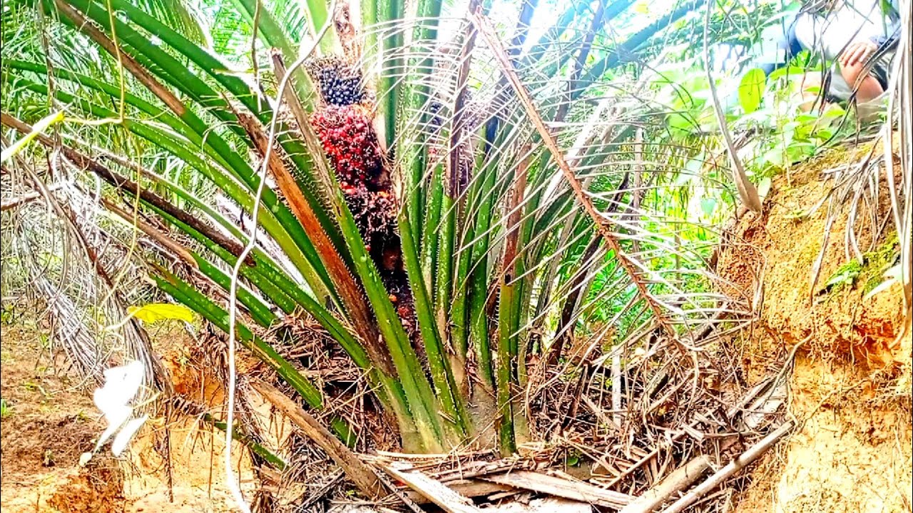 Pokok pinggir sungai Entah di tanam atau tumbuh sendiri buahnya luar biasa byk