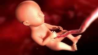 Pregnancy Week By Week 25 To 29 - Pancitas