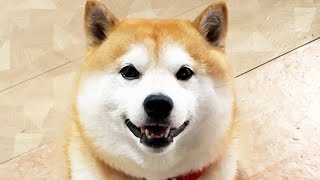 さっき散歩から帰ったのにリードを持つとこの顔である。