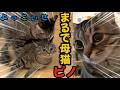 【尊い‼️】赤ちゃんみたいに運ばれる保護猫🐱元野良猫ピノの愛❤️パパ手からチュール作戦🫶