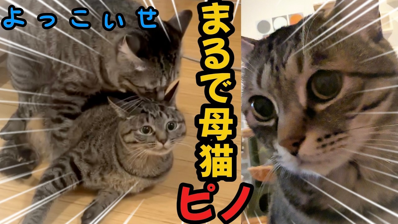 【尊い‼️】赤ちゃんみたいに運ばれる保護猫🐱元野良猫ピノの愛❤️パパ手からチュール作戦🫶