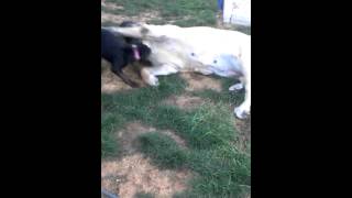 Mastiff Vs Puppy Presa Canario