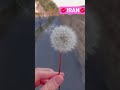 🌸IRAN🌸#Iran#ایران #mahasty #Hayedeh #stray kids #BTS #Super M #TXT # SF9