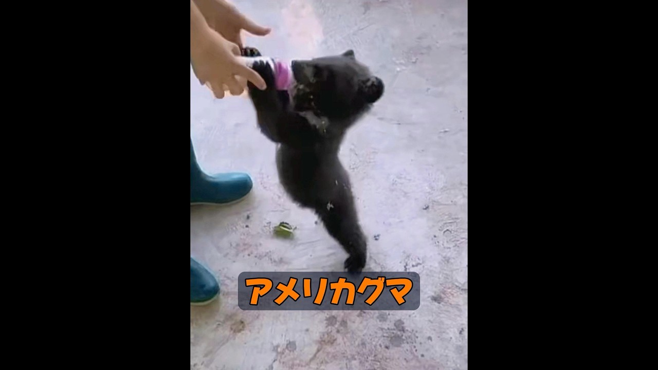 クマは飼い慣らすことができるのか? #animals #動物プロダクション #動物 #自然 #癒し