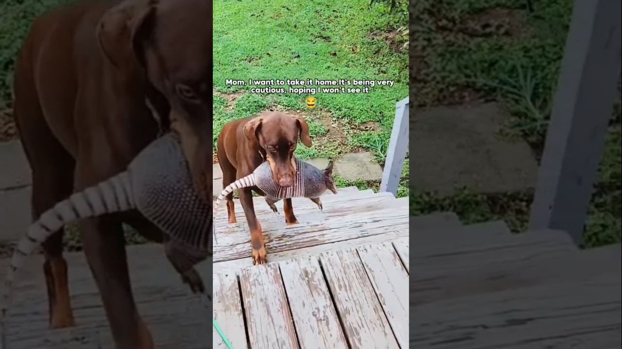 💙🐾 New Friend Unlocked: Dogs Bringing Home Unexpected Friends 🐾💙