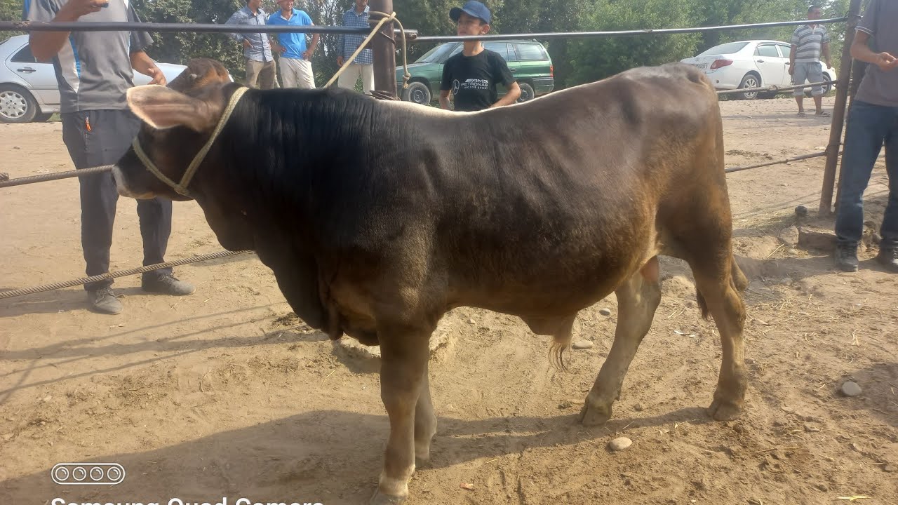 130 ХАЗОРА ШВЕДАМ ДИДЕМ НАМУРДЕМ 904580010 20 июля 2025 г.