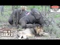 Lions Eat An Elephant! (Rebuilding The Othawa Pride - 104)
