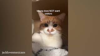Cute Cat Videos - Part 3