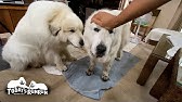 Amazonのcmの恐竜のおもちゃを買ってみました Great Pyrenees グレートピレニーズ Youtube Amazonのcmの恐竜のおもちゃを買ってみました Great Pyrenees グレートピレニーズ Youtube