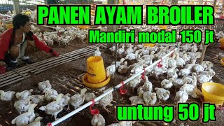 PANEN AYAM BROILER