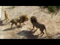 Тунис, зоопарк Фригия, битва львов. Zoo Tunisia. Friguia Park