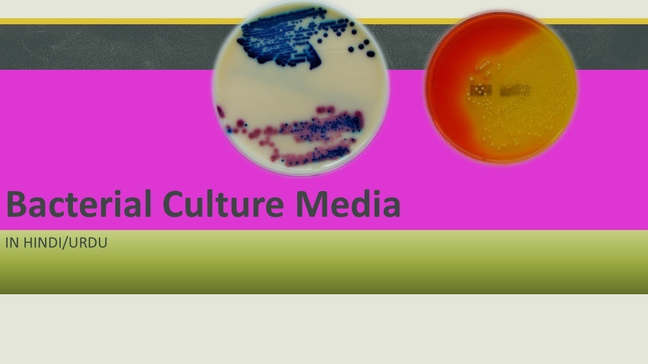 EASY!Culture medium for Bacteria. Hindi.Part 1 YouTube