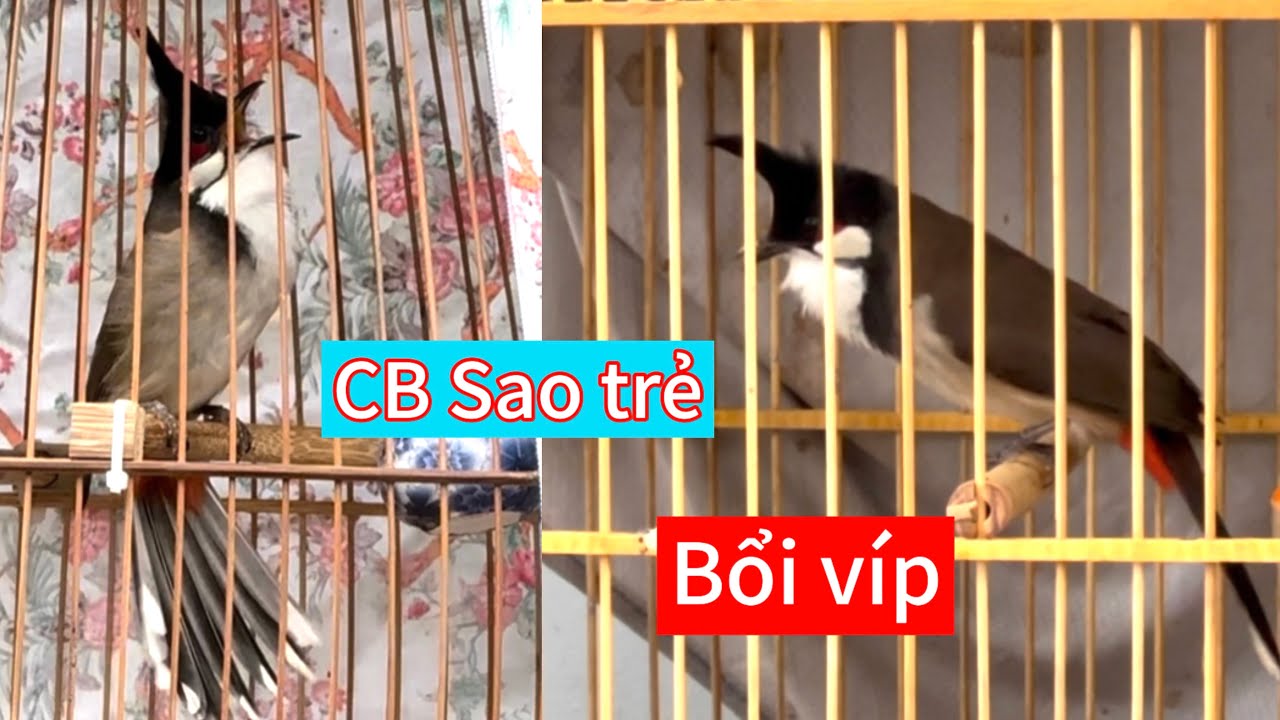 CB sao trẻ nết rê lật xoè tốc độ. Bổi chiến siêu mẫu cầu tốt nết giữ dí chim gắt 