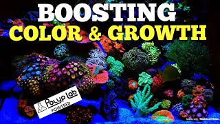 Boosting Coral Color & Growth