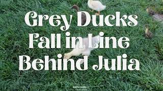 Grey Ducks Fall in Line Behind Julia by Homestead in the Burbs 73 views 4 weeks ago 1 minute, 51 seconds