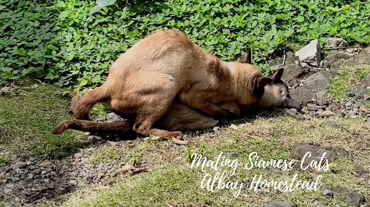 Video 182781: siamese cat breed, persian cat breed, siamesecat cat, breeding mating