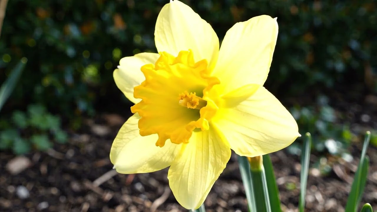 Daffodil Bloom Time-Lapse: Narcissus Opening in Spring
