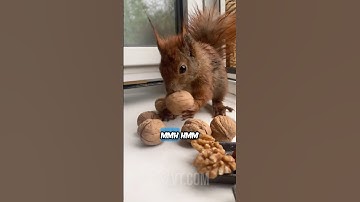 Picky Squirrel Only Accepts Premium Nuts 🐿️🥜