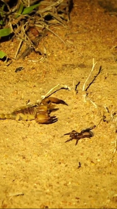 #Shorts: Scorpion vs Trapdoor Spider Standoff