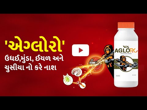 ક્લોરોપાયરિફોસ 20% EC ની સંપૂર્ણ જાણકારી  મુંડા, ઈયળ અને ચુસીયા માટે ઉત્તમ દવા AgroStar Agloro - ક્લોરોપાયરિફોસ 20% EC ની સંપૂર્ણ જાણકારી  મુંડા, ઈયળ અને ચુસીયા માટે ઉત્તમ દવા AgroStar Agloro