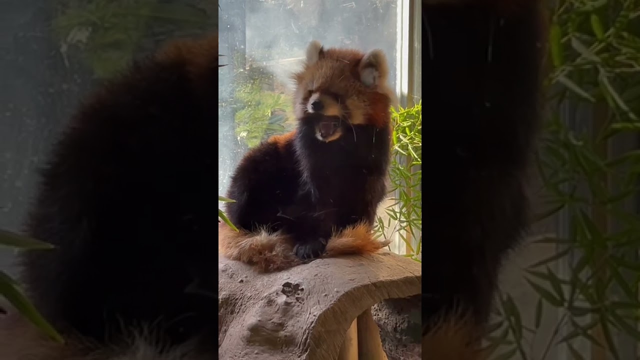 Red Panda Yawning 