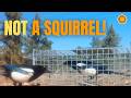 I Set a Trap for a Squirrel... This Happened Instead