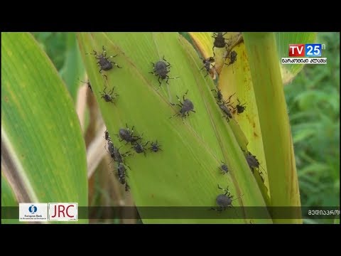 აზიური ფაროსანას გავრცელების რისკები ქვემო სვანეთში