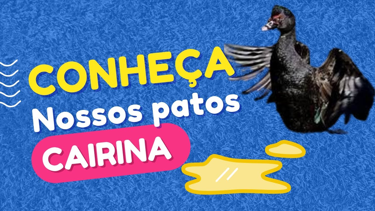 Alimentando os patos no final da tarde. ( Se inscreve no meu canal).