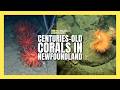 Centuries-old deep-sea corals discovered off Newfoundland