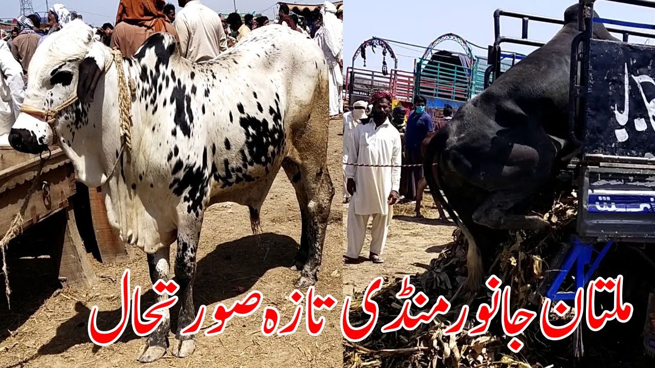 Multan Cow Mandi Latest Update 05 04 2020 Urdu hindi SS Tv