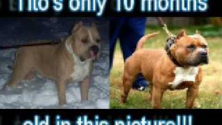 Ukcs Mw O X Castro St. Pits Veda - An Amazing Apbt Breeding Iconpitbulls