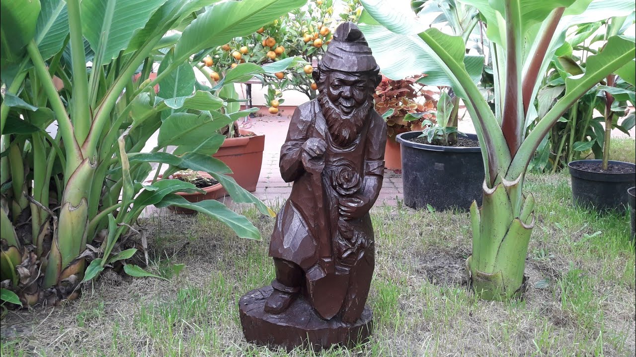 Musella lasiocarpa - 4 pełne sezony