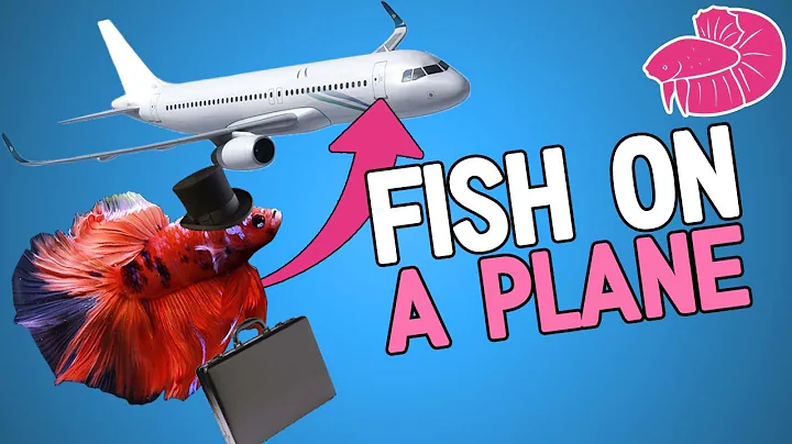 Portare i pesci Betta in aereo! Posso portare sei pesci attraverso il controllo dell'aeroporto?