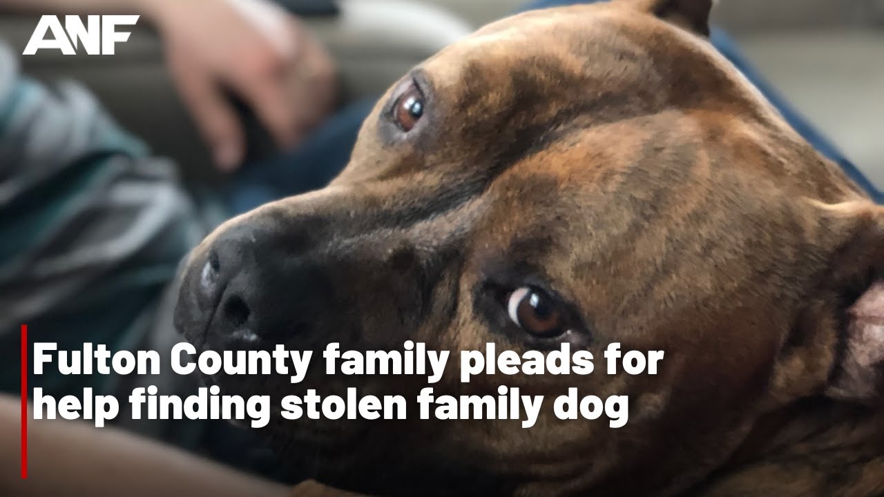 Atlanta family pleads for help finding stolen family dog - YouTube