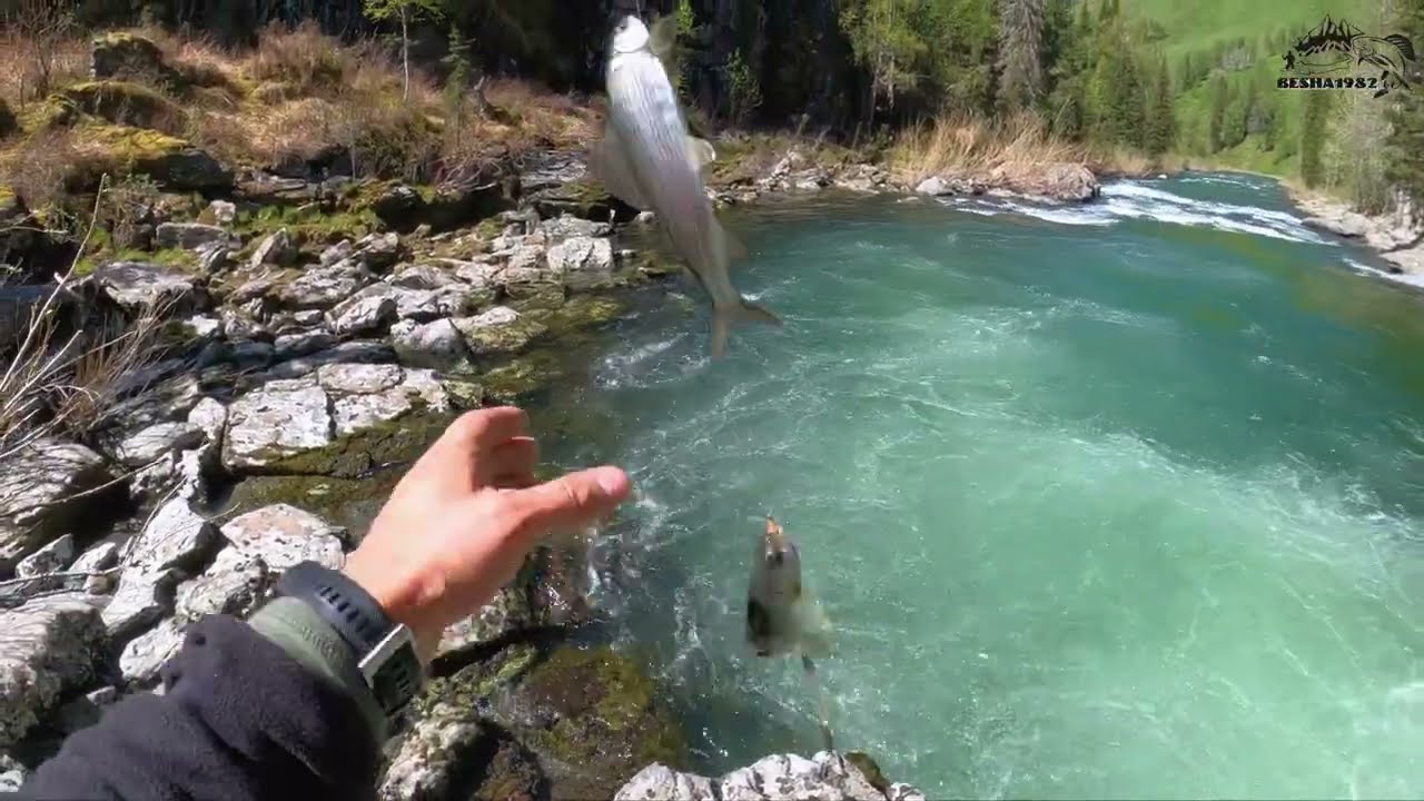 Рыбалка в аквариуме, но в глухой тайге! Рекорд сезона по хариусу/Алтай умеет удивлять! Часть 2