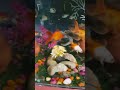 #exoticaquariumfish #aquarium  #megaquarium #fishaquarium #fishing #fishbowl  #aquariumfishmarket