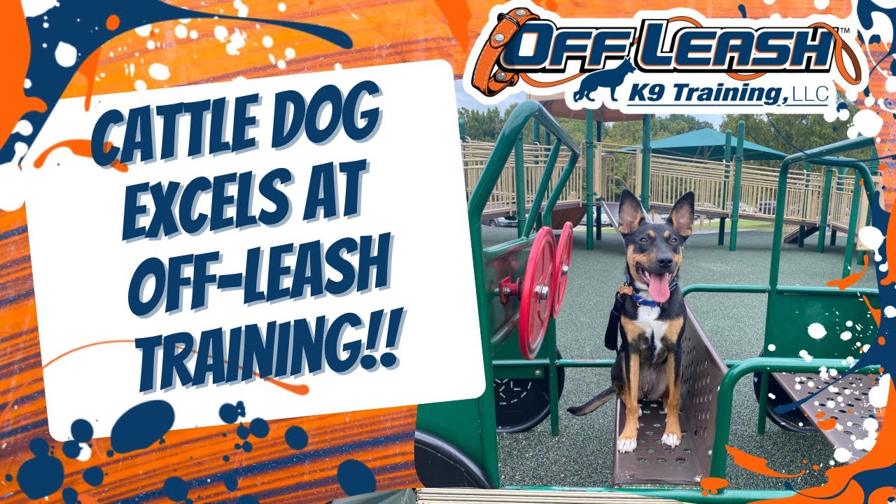 Birmingham Dog Trainers 9 month old cattle dog mix goes from Wild to