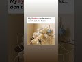 #memes #python #coding #funny #computerscience #viral #youtube #youtubeshorts #shorts #short #fyp