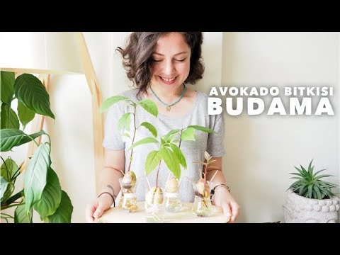Avokado Bitkisi Budama ve Bakımı | Doğa ve İnsan Hakkında Birkaç Şey -  YouTube