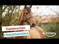 The Hanoverian horse I characteristics, origin & disciplins