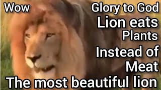 أجمل أسد يأكل النباتات بدلاً من اللحوم. Lions feeding  Wow lion  Lion eats plants instead of Meat