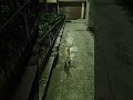 street cats #happy #hours #enjoy #quality #time #thanks #youtube